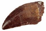 Serrated, 1.44" Juvenile Carcharodontosaurus Tooth  - #200759-1
